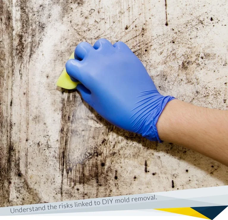 The Dangers of DIY Mold Removal