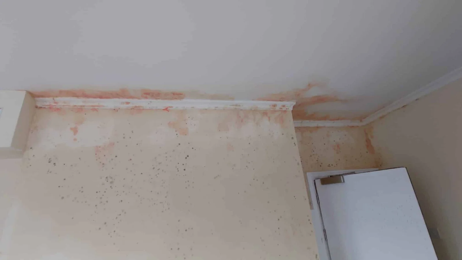Are Anti-Mould Paints the Answer to Mold Problems?