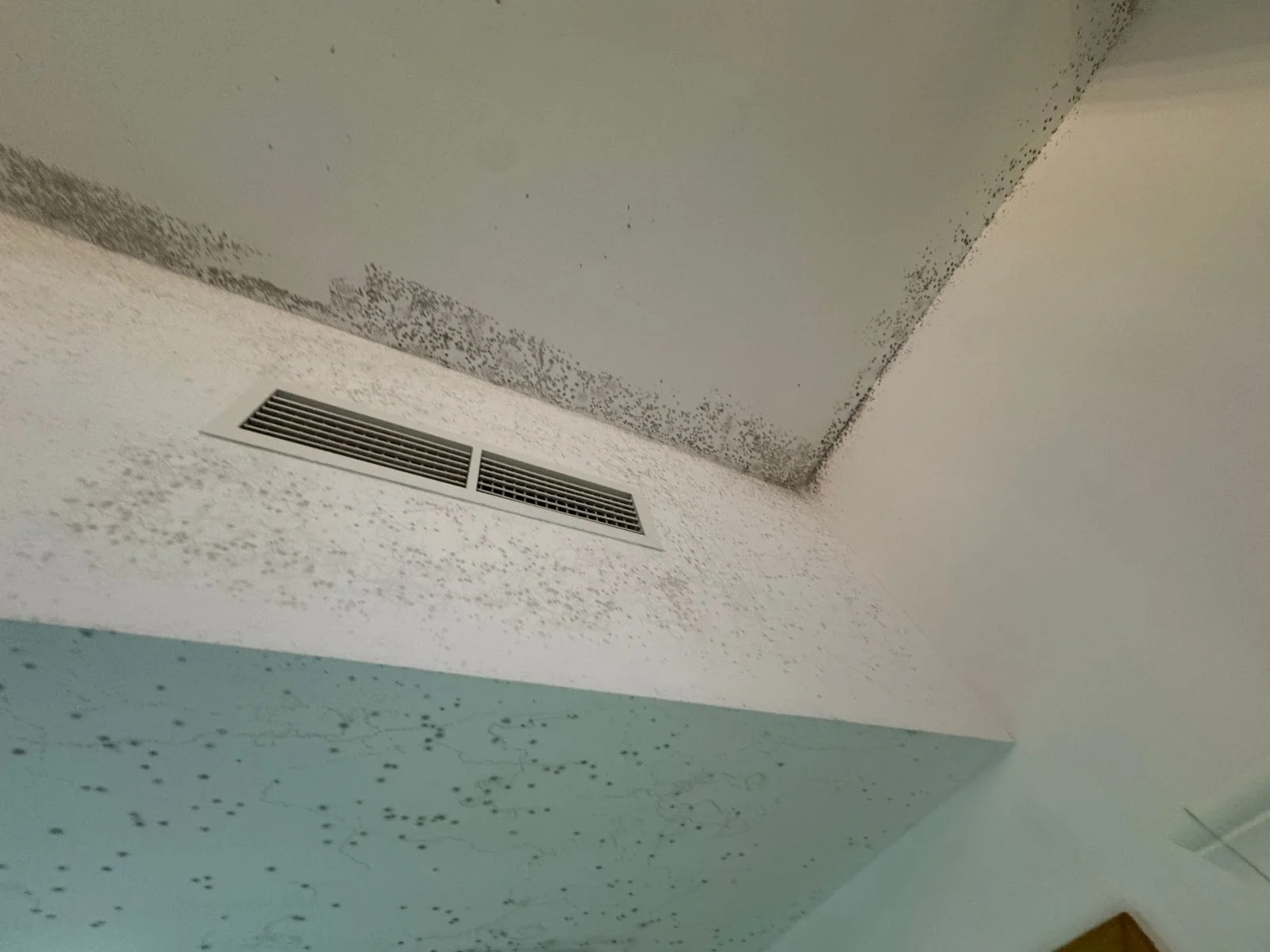 Black Mold: What It Is, How to Identify It, and How to Remove It