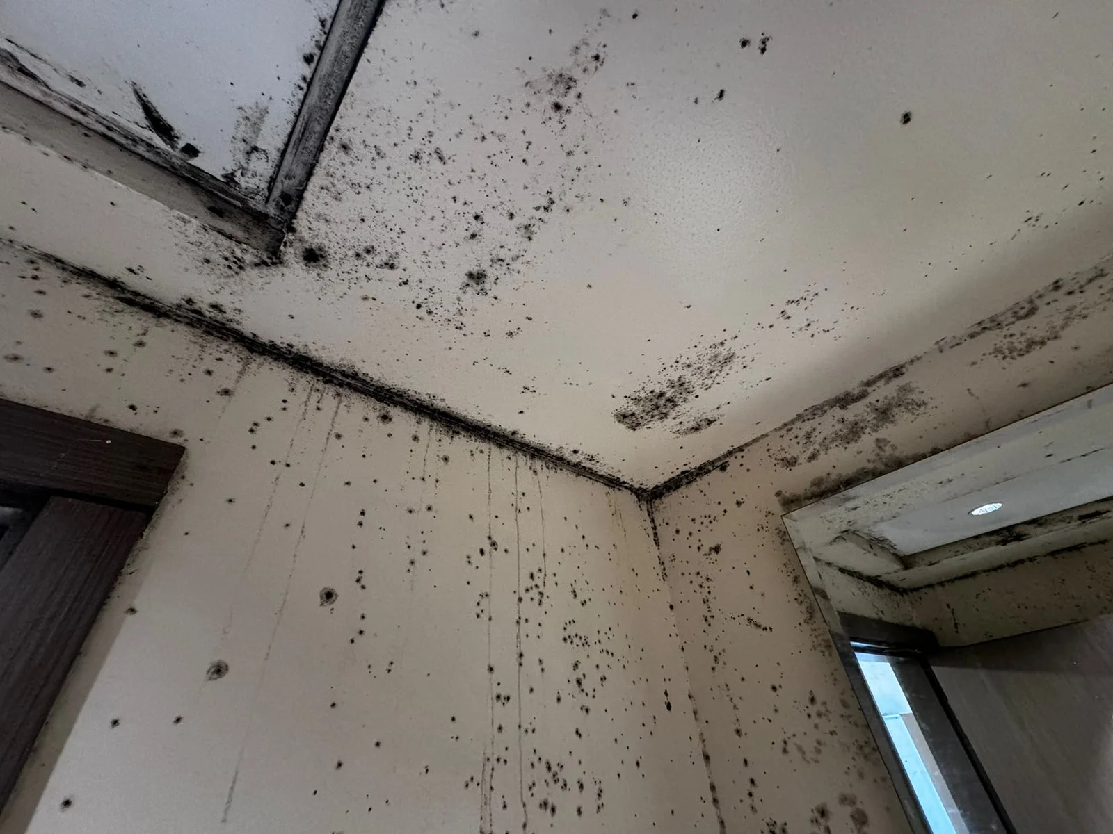 Common Causes of Mold Growth in Homes