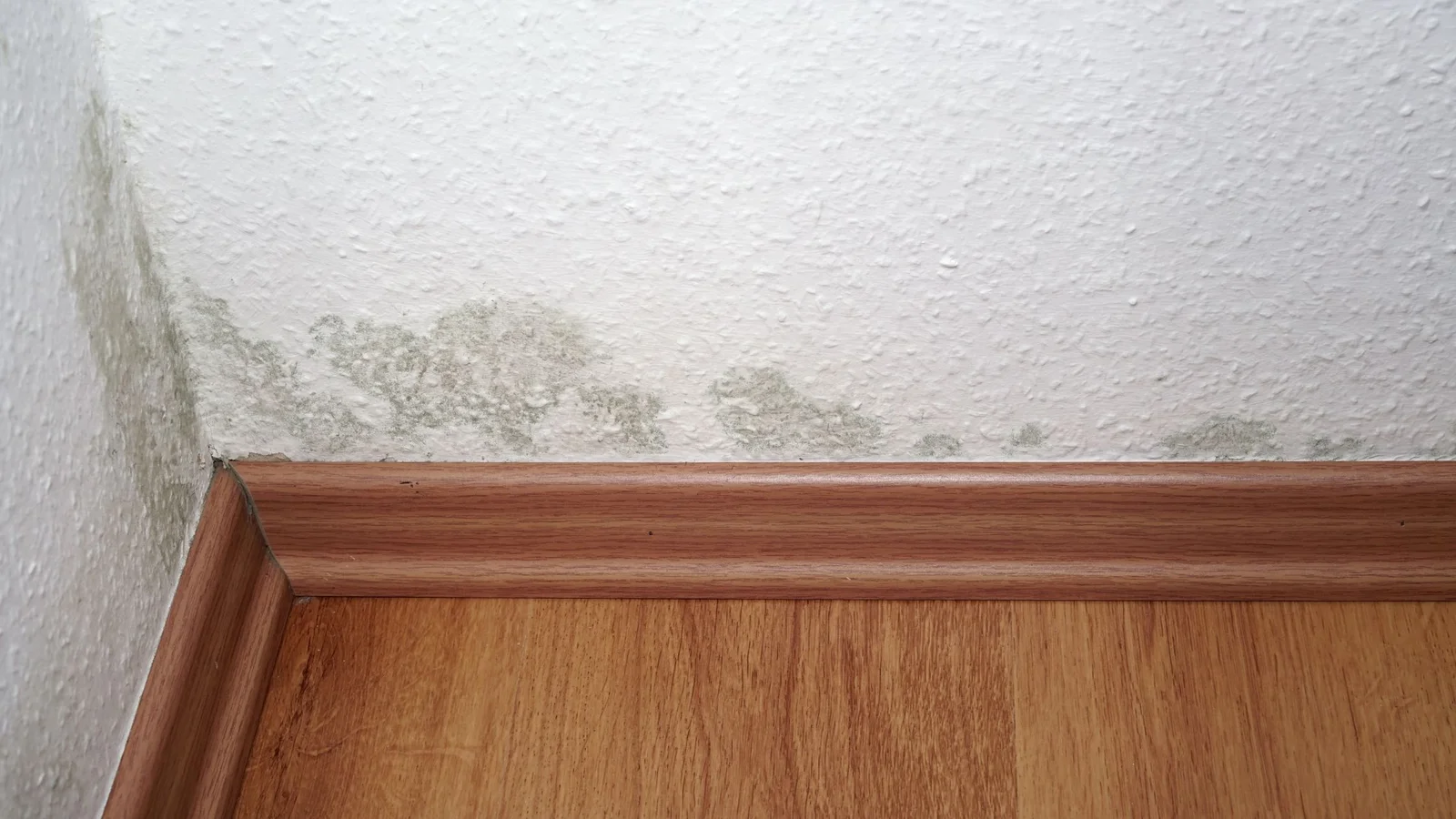 How Fast Can Mold Grow?