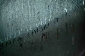 The Role of Dehumidifiers in Preventing Mold Growth