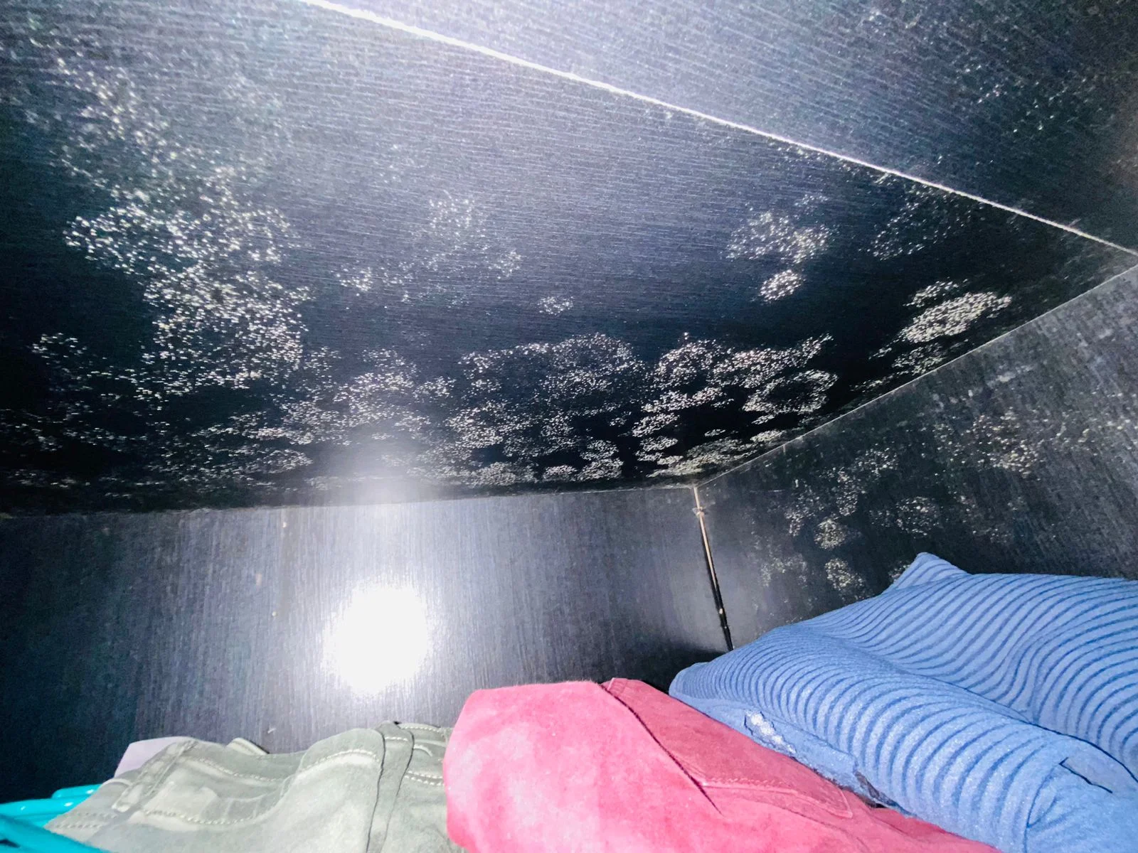 Can Mold Recur After Treatment?