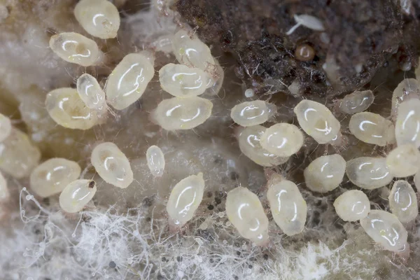 Mold Mites — Identification and Prevention