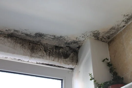 How to Identify Mold in Your Home: Key Signs