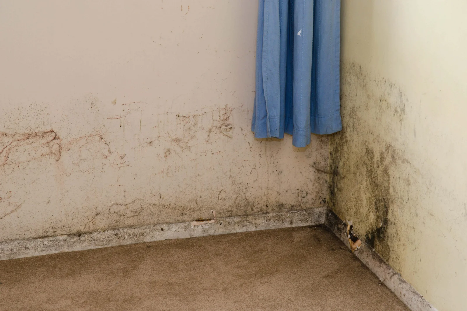 Mold Remediation vs. Mold Removal: What Is the Difference?