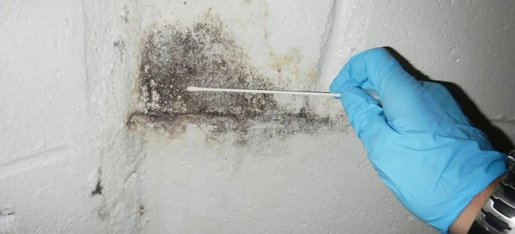 The Importance of Mold Testing for a Safe Home