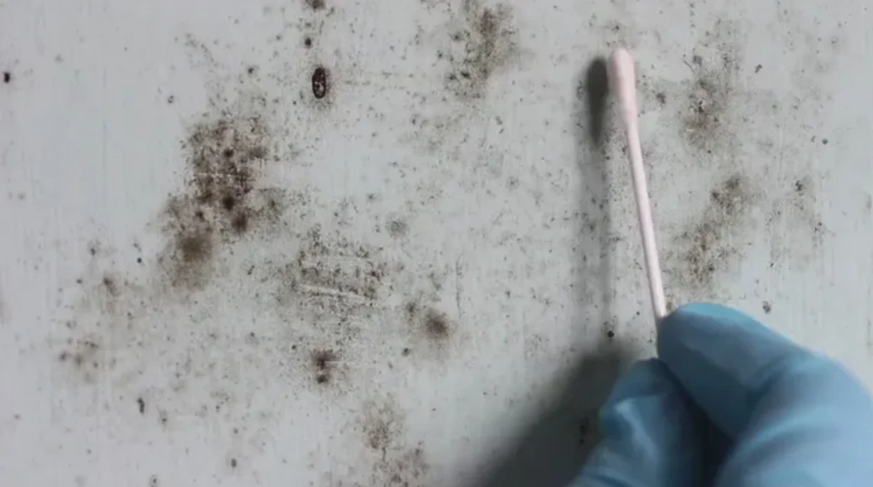 The Benefits of Mold Testing for Homeowners