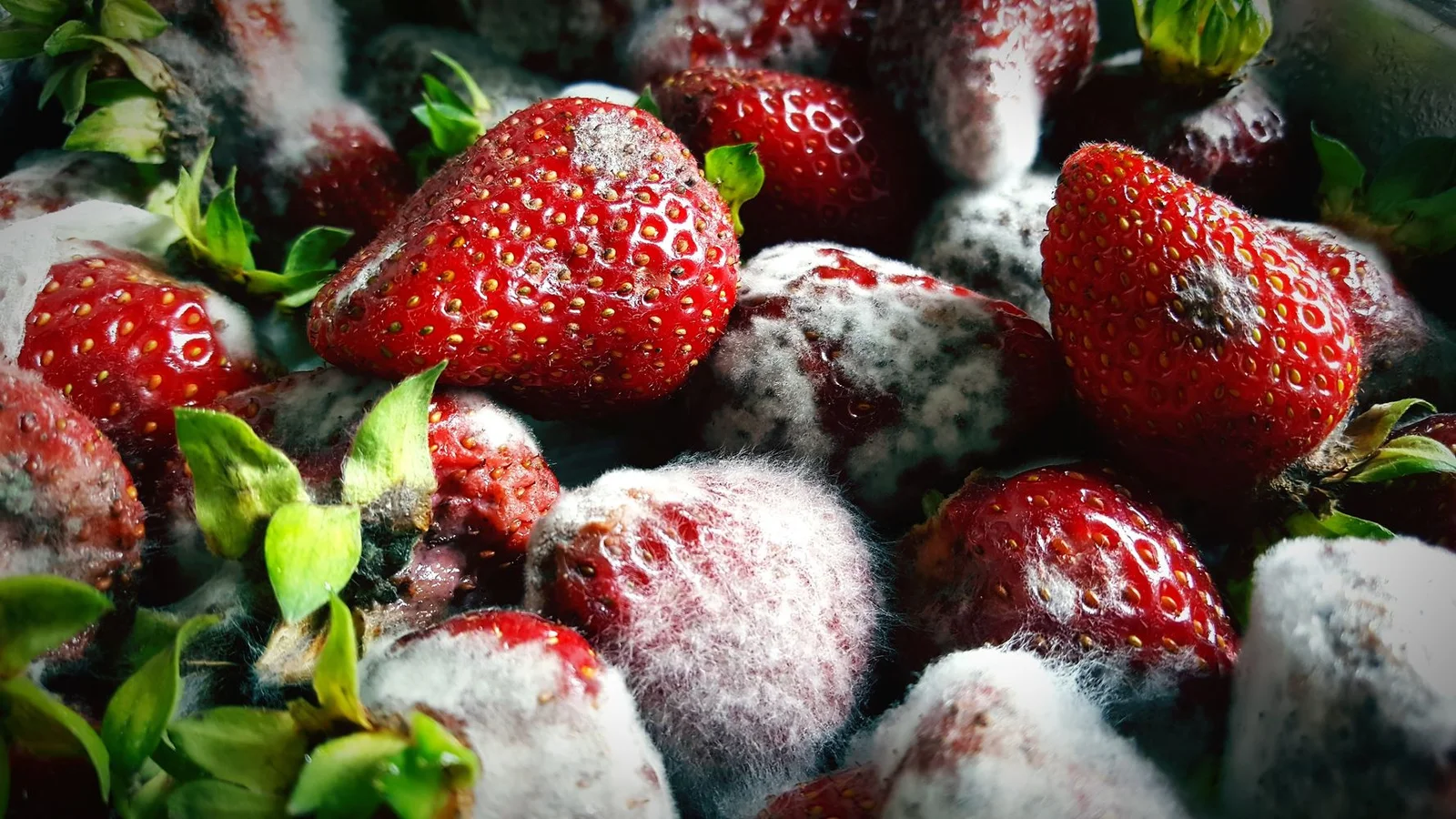 Mycotoxins and Mold: A Deep Dive into Hidden Health Risks