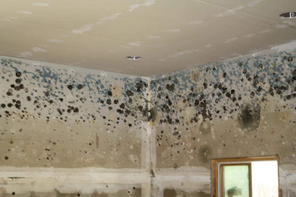 How to Prevent Mold Growth: Tips and Tricks