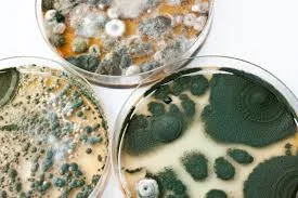 5 Common Mold Types Found in Homes