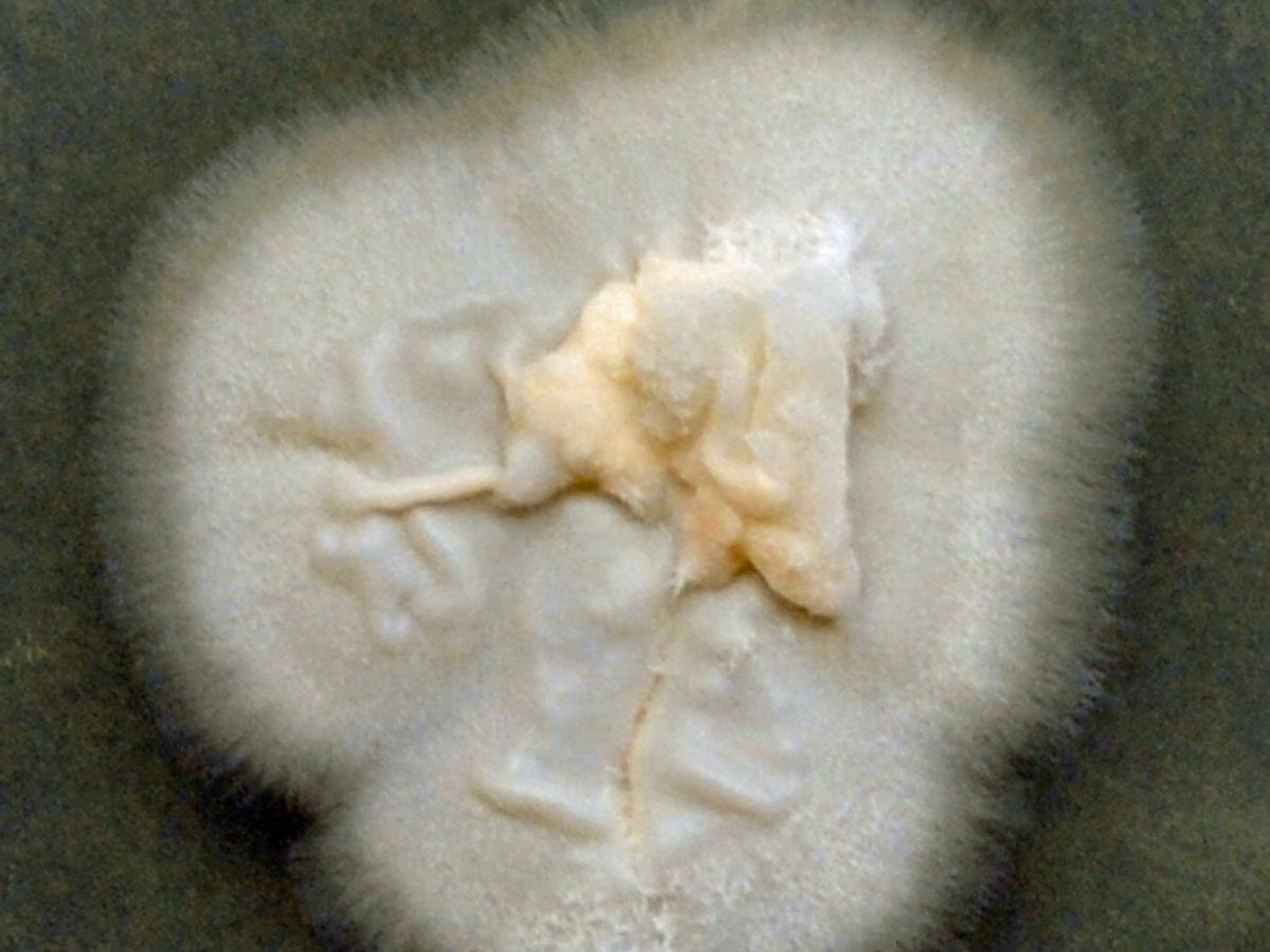 Acremonium strictum — Acremonium