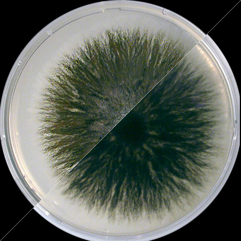 Alternaria alternata — Common Alternaria