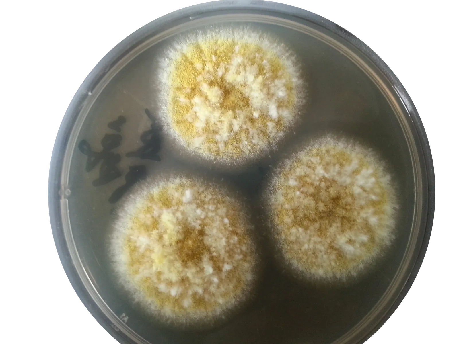 Aspergillus flavus — Yellow-Green Aspergillus