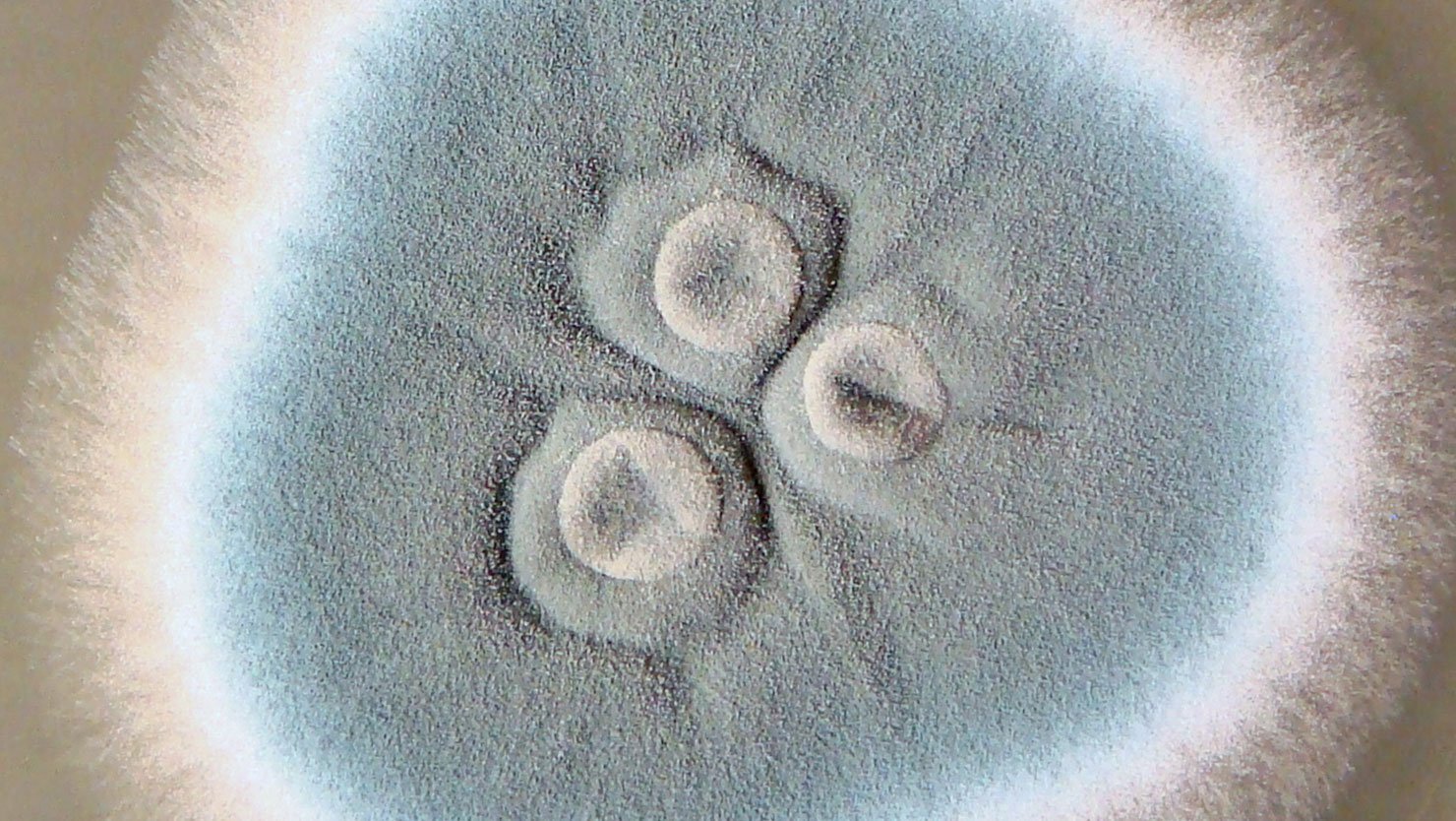 Aspergillus fumigatus — Thermotolerant Aspergillus
