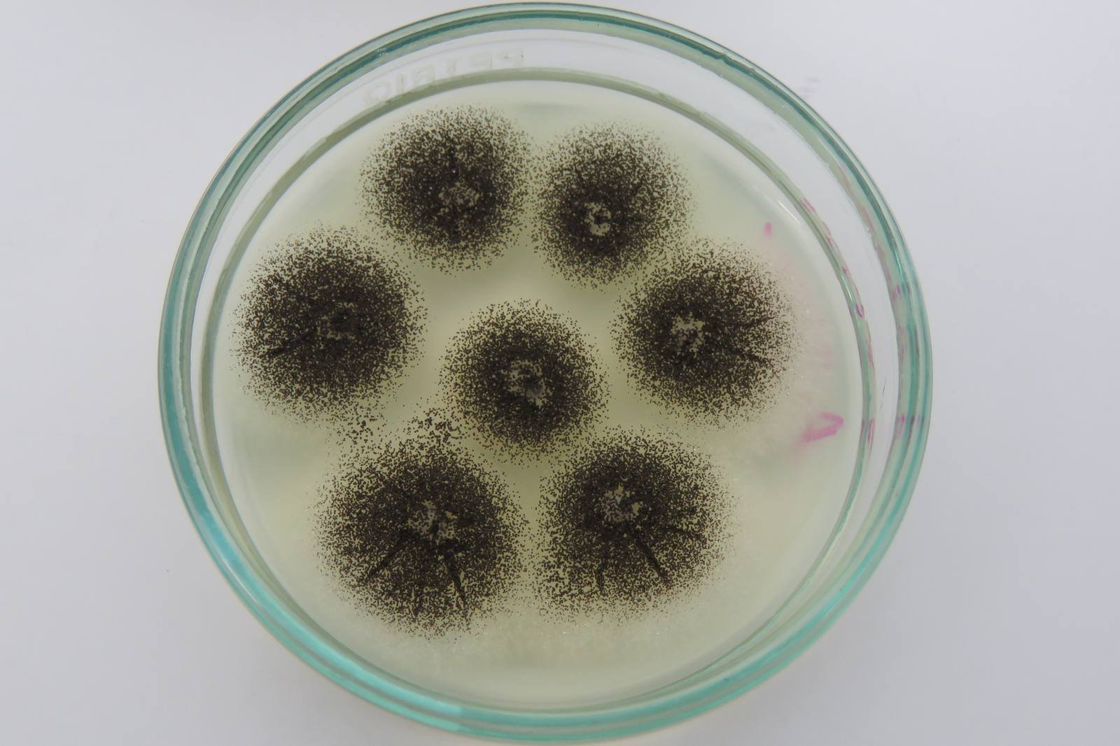 Aspergillus niger — Black Aspergillus