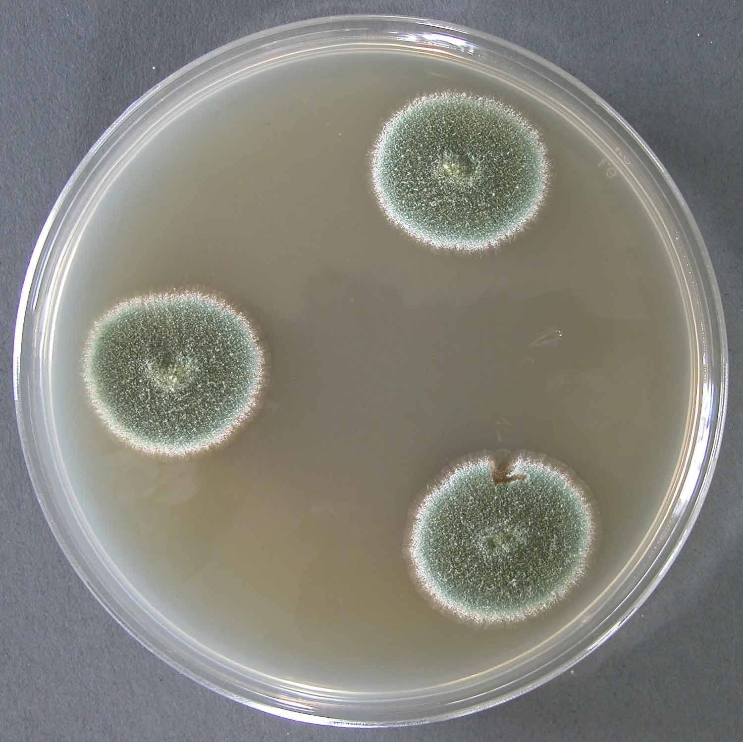 Aspergillus penicillioides — Xerophilic Aspergillus