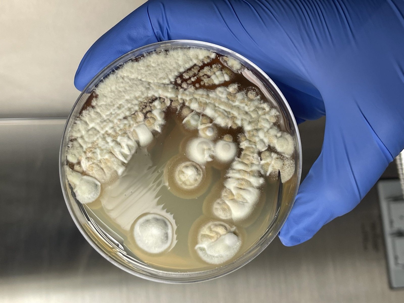 Aspergillus versicolor — Multi-coloured Aspergillus