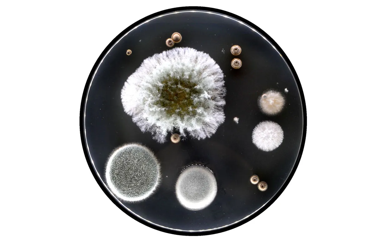 Chaetomium globosum — Cellulose Decomposer