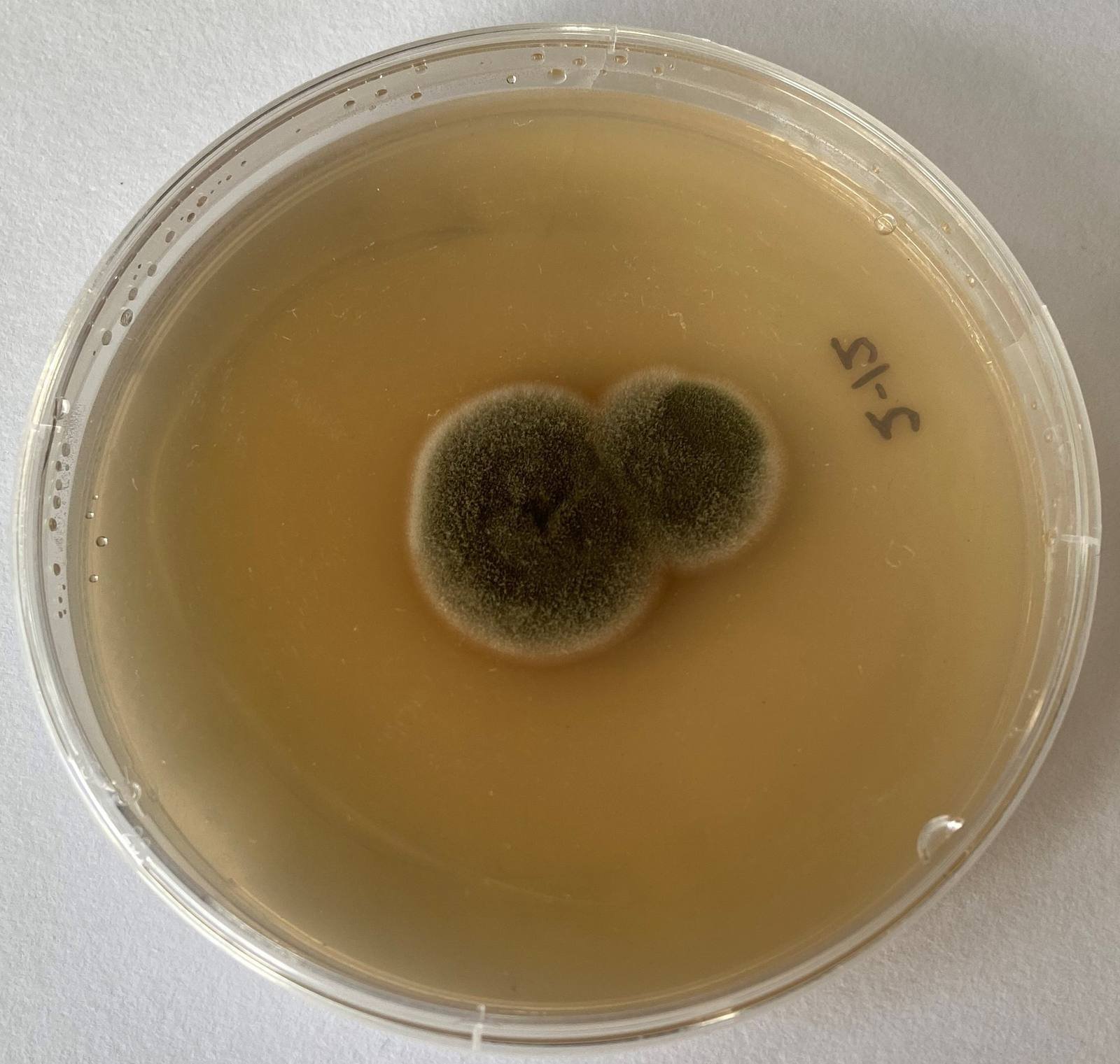 Cladosporium cladosporioides — Common Cladosporium