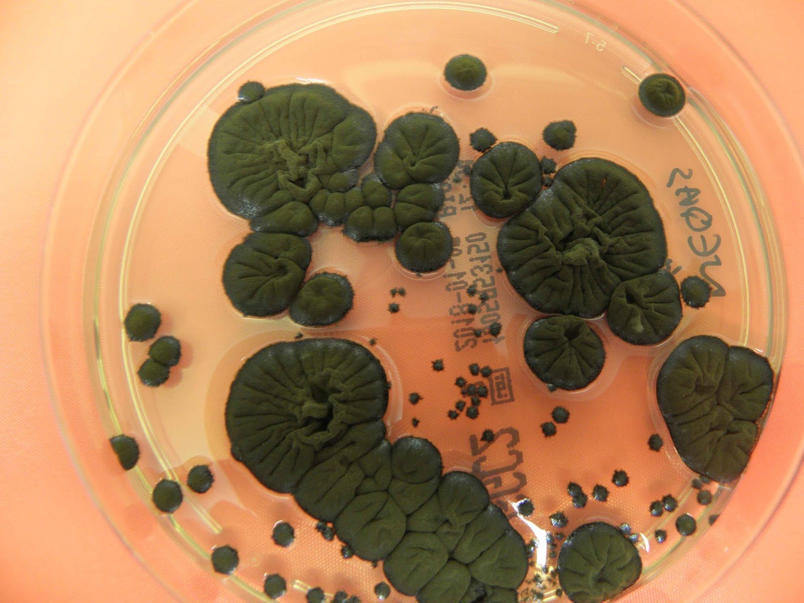 Cladosporium sphaerospermum — Water-damage Cladosporium