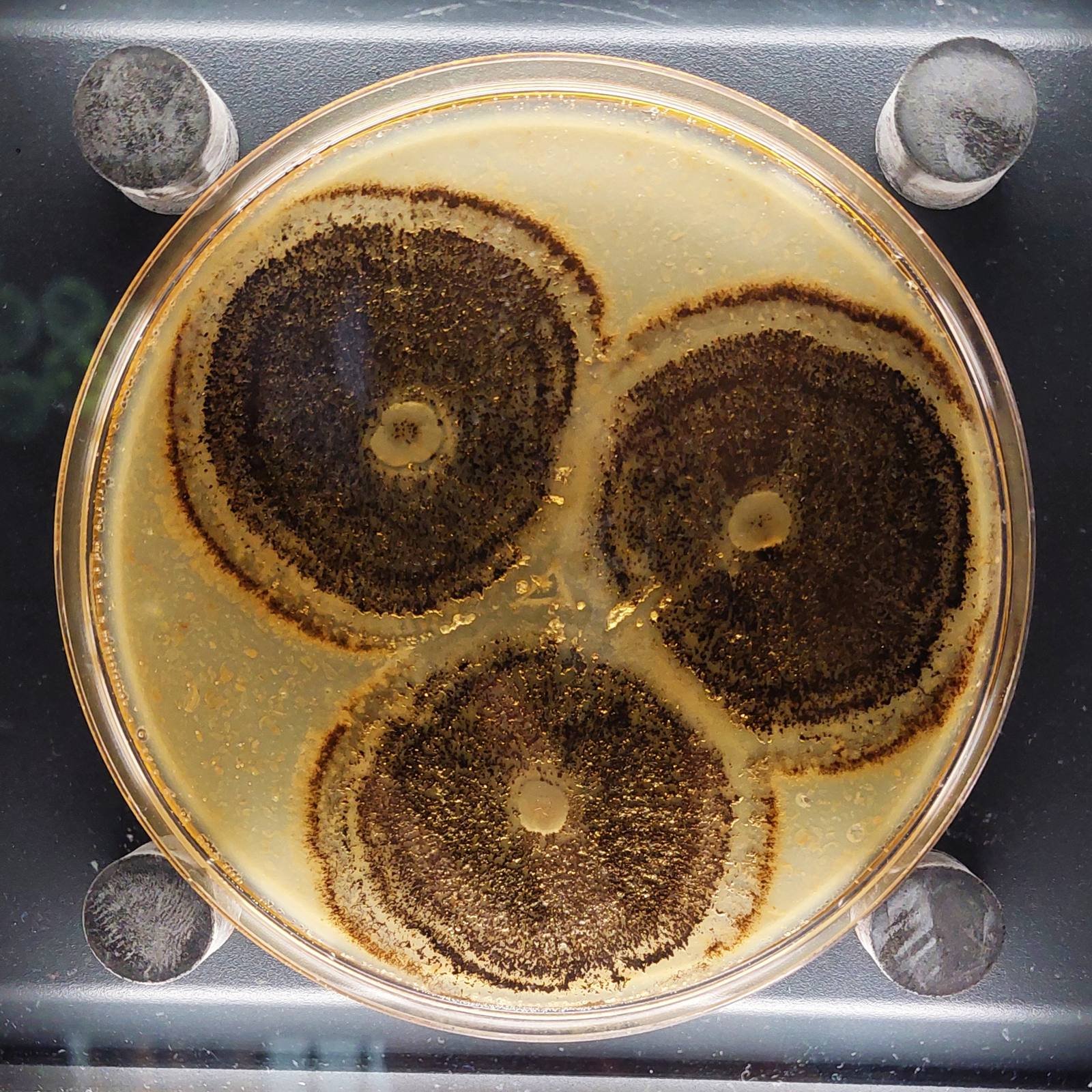 Epicoccum nigrum — Epicoccum