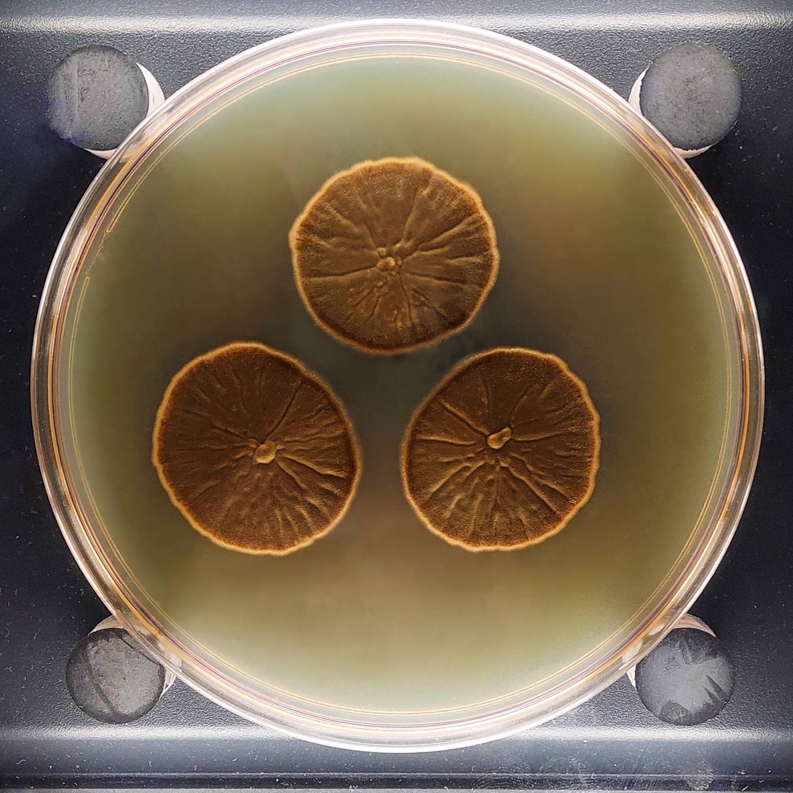 Eurotium (Aspergillus) amstelodami — Xerophilic Eurotium