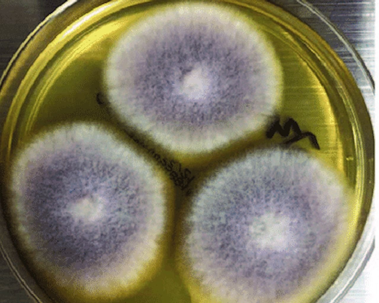 Fusarium solani — Fusarium