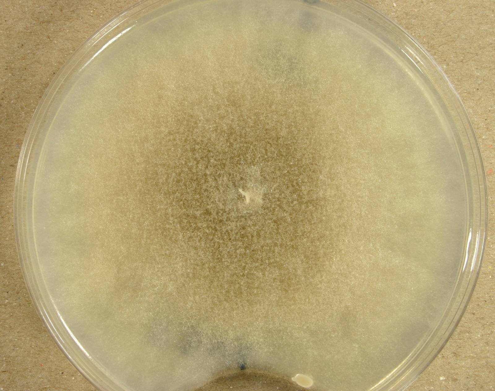 Mucor racemosus — Pin Mold