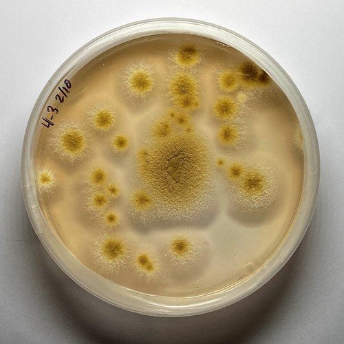 Paecilomyces variotii — Paecilomyces