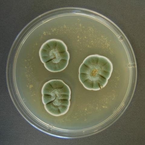 Penicillium brevicompactum — Compact Penicillium