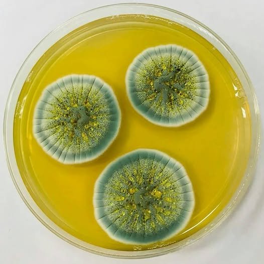 Penicillium chrysogenum — Blue-Green Penicillium