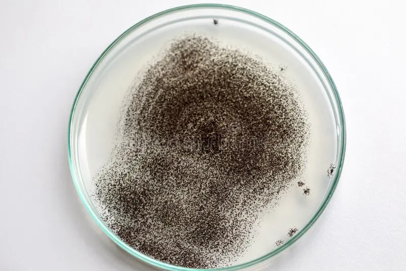 Rhizopus stolonifer — Black Bread Mold