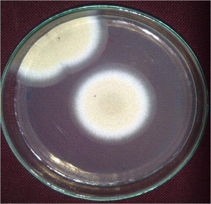 Scopulariopsis brevicaulis — Arsenic Mold