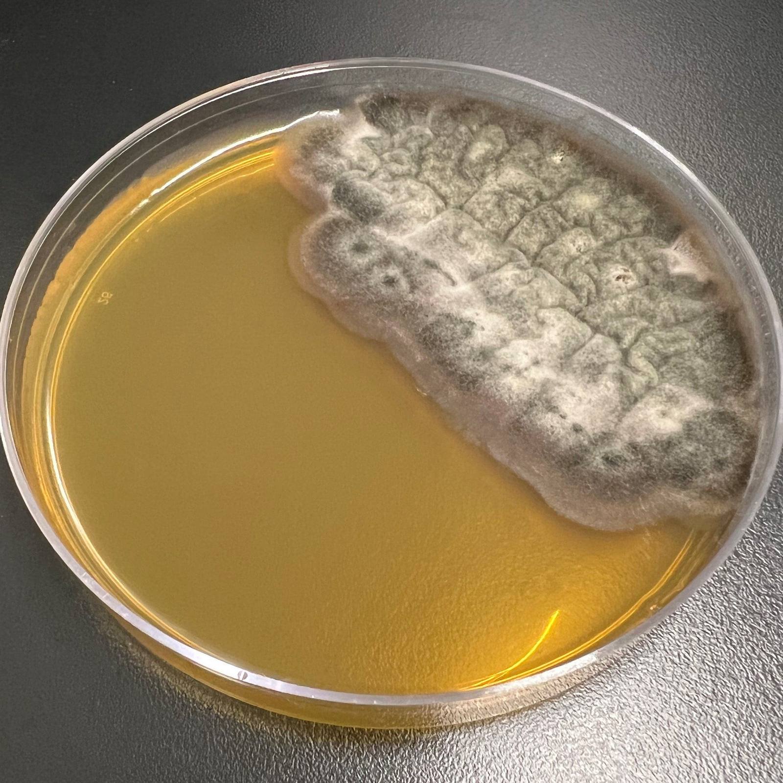Stachybotrys chartarum — Toxic Black Mold