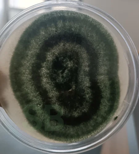 Trichoderma viride — Green Trichoderma