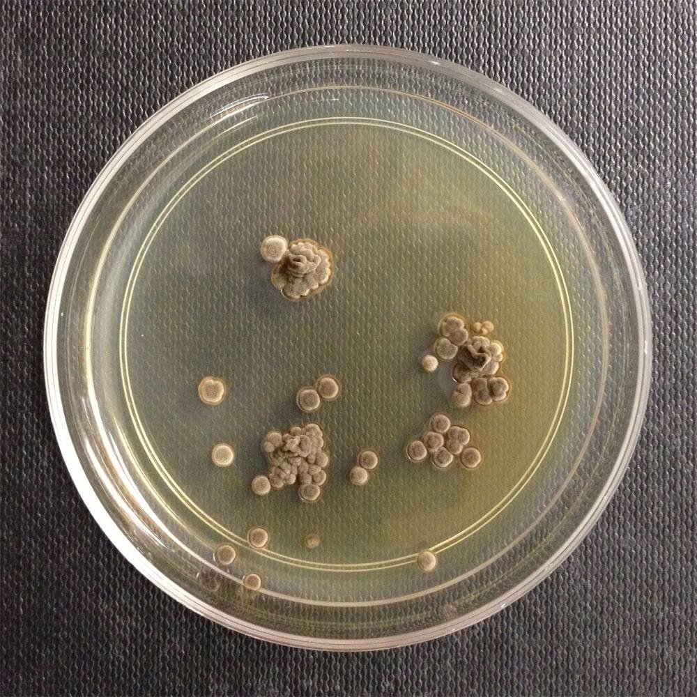 Wallemia sebi — Xerophilic Food Mold