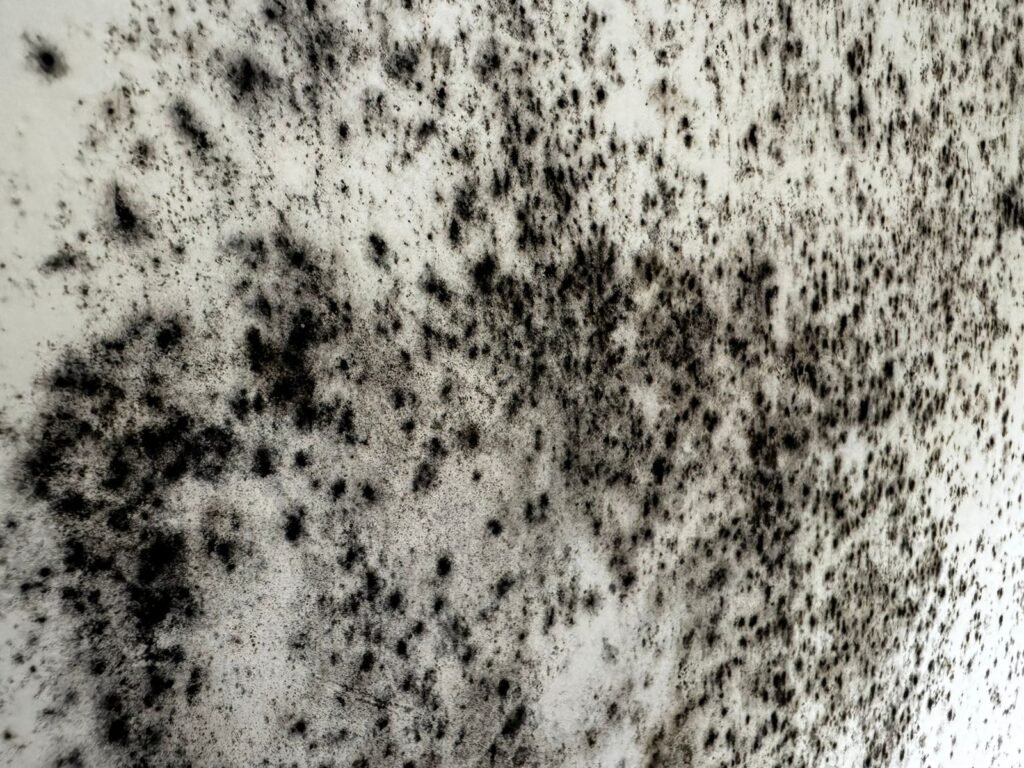 black mold in al zeina apartment in abu dhabi