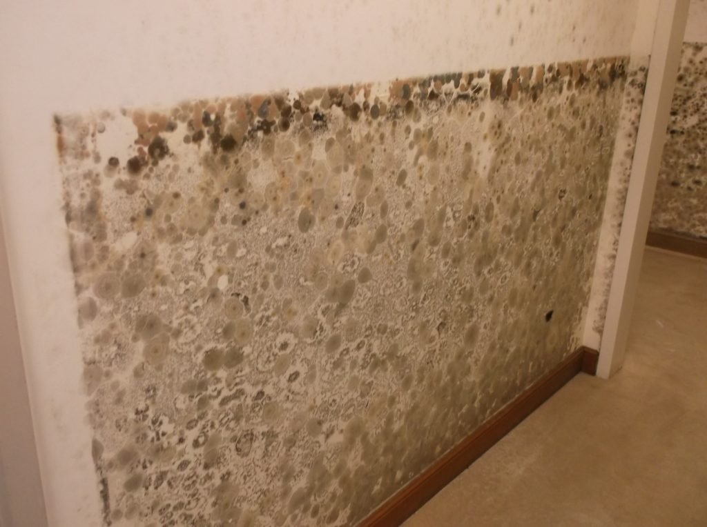 black mold removal specialists in dubai and abu dhabi
