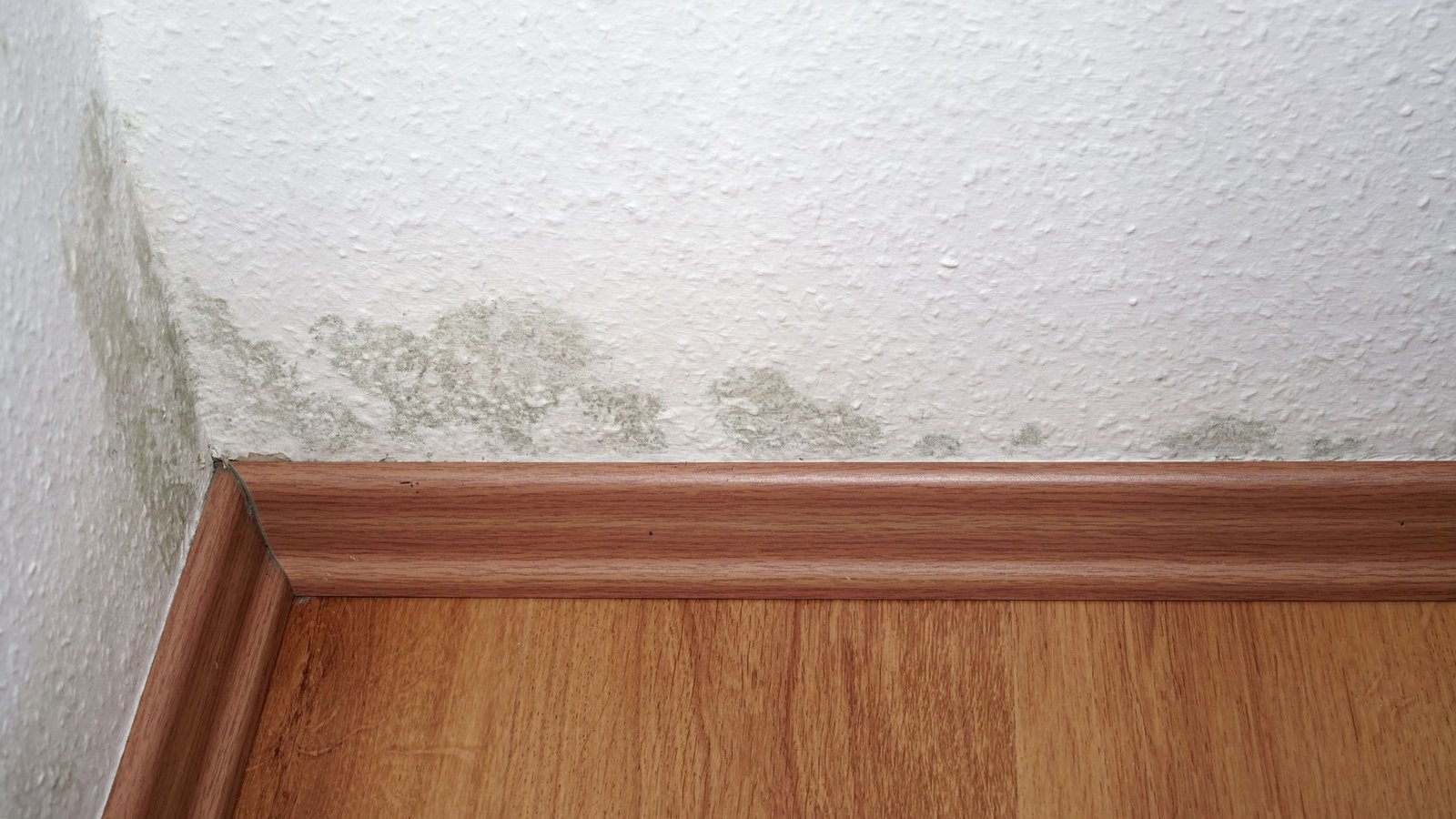 how fast mold can grow