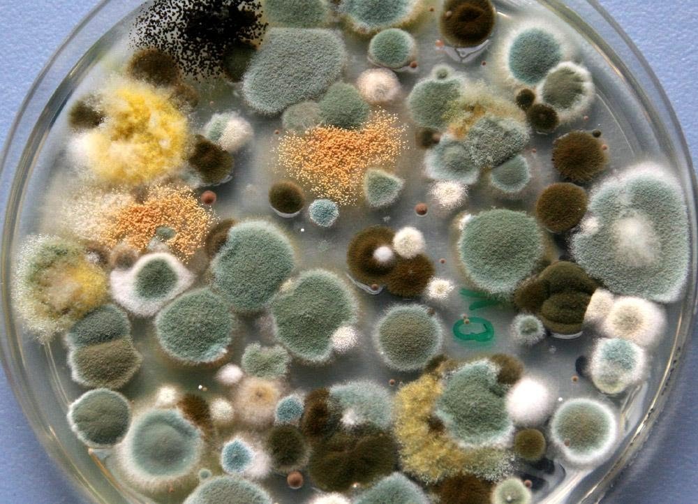 the link between mold and allergies