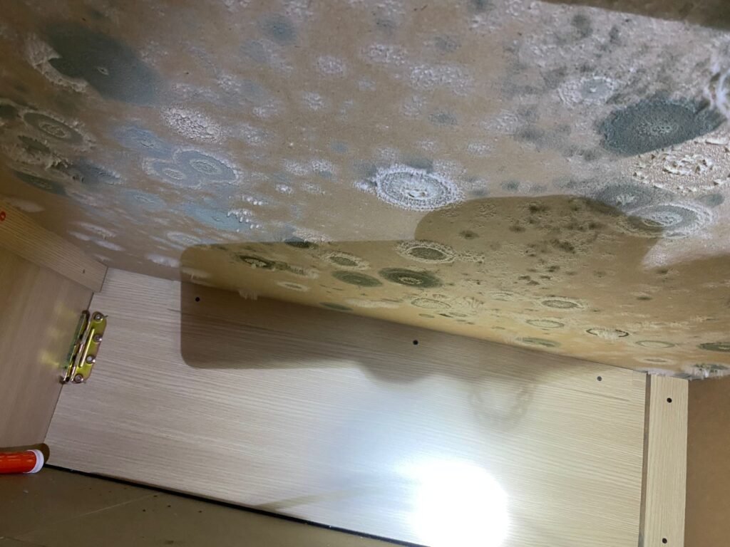 mold growth due to high humidity in hidd al saadiyat abu dhabi