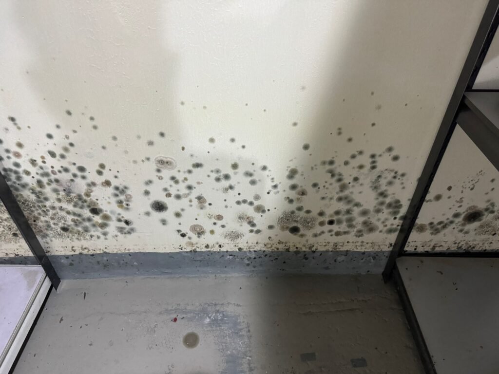 mold caused by rain in dubai warehouse