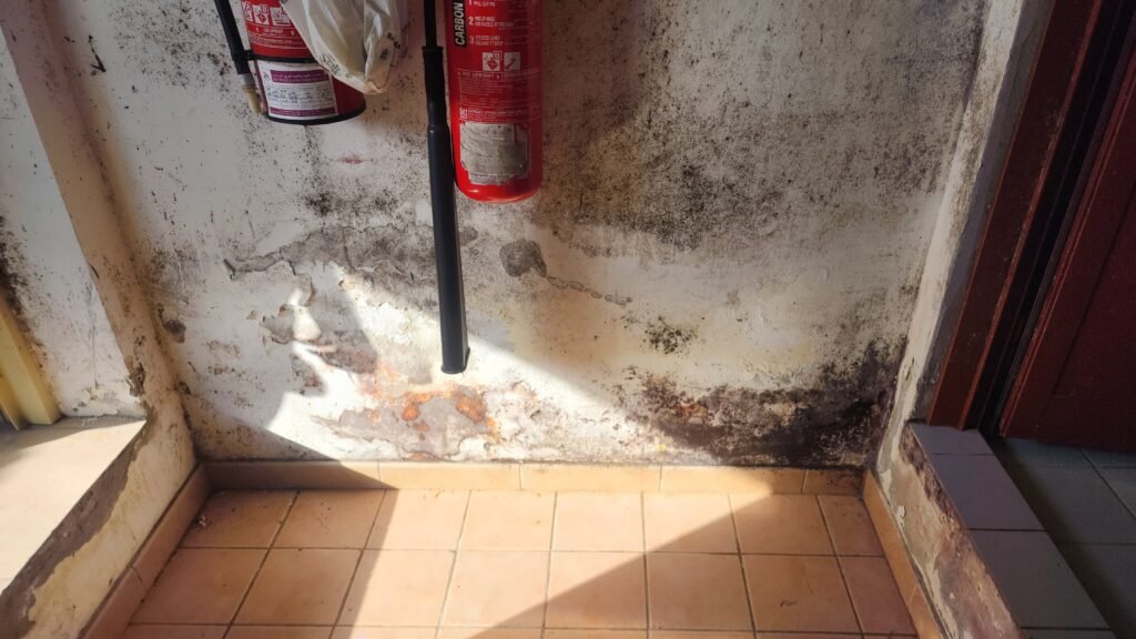 mold inspection services in mold city
