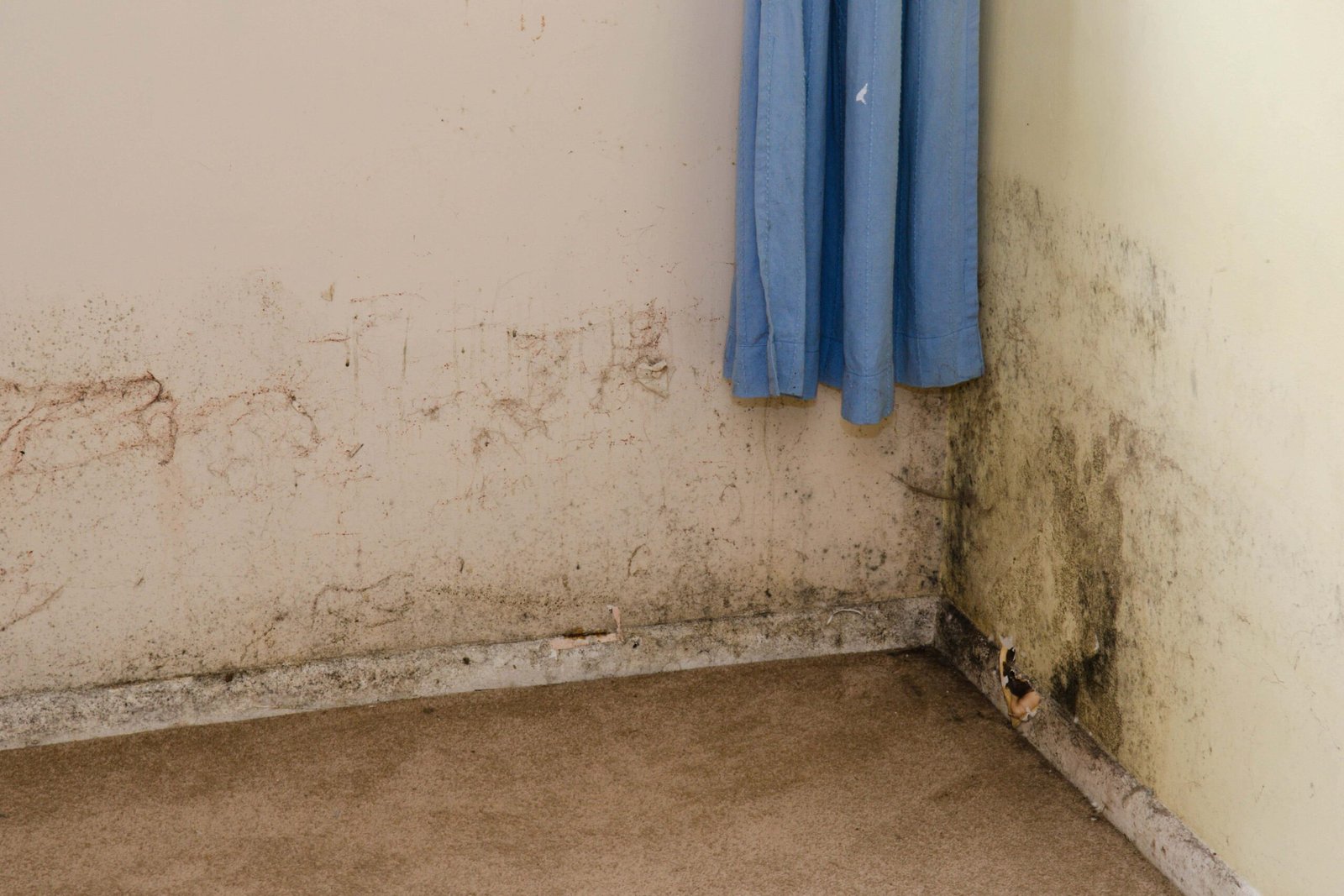 mold-removal-emirates-hills-dubai