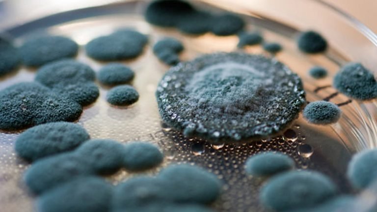 certified mold removal services - mold busters abu dhabi