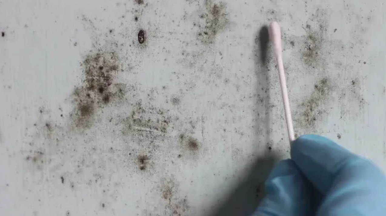 mold testing and identification dubai