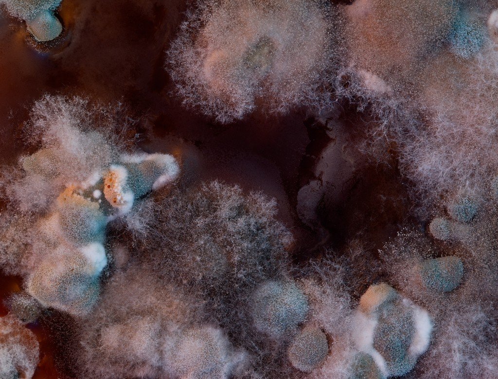 mold toxicity abu dhabi