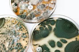 common types of mold found in homes
